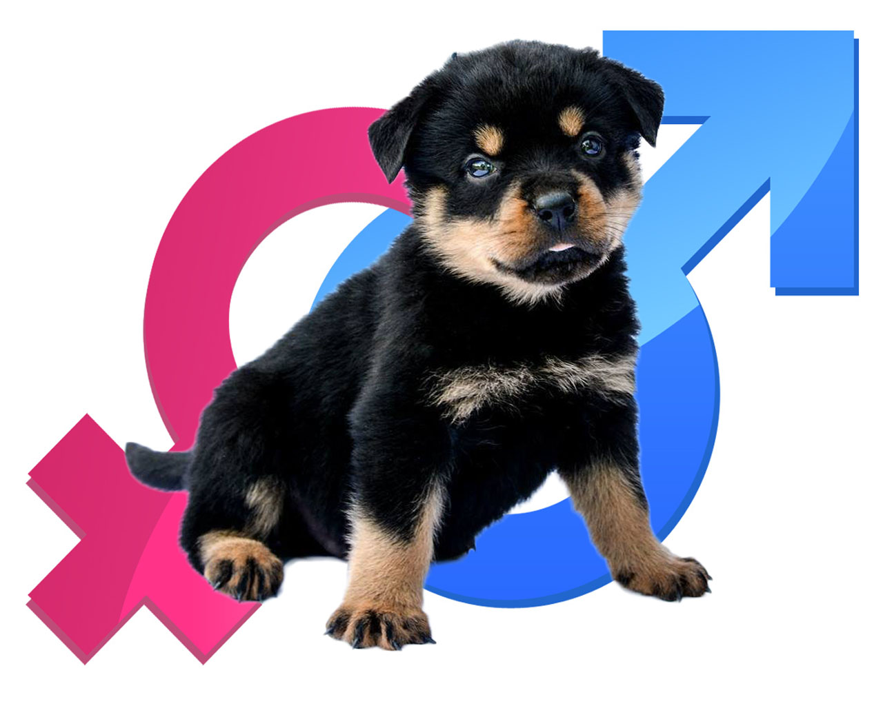 Male or female Rottweiler is better ?