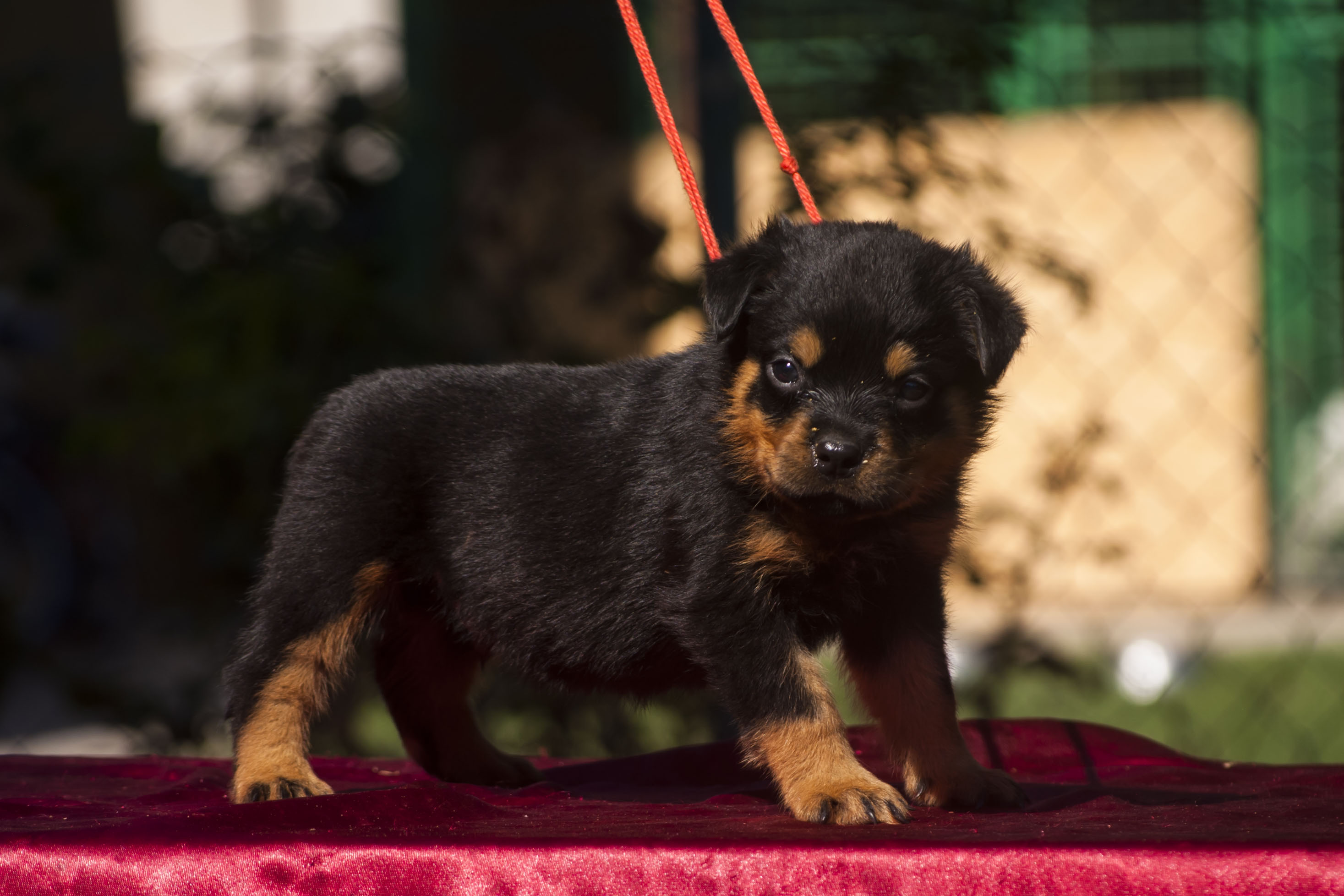 teddy bear rottweiler