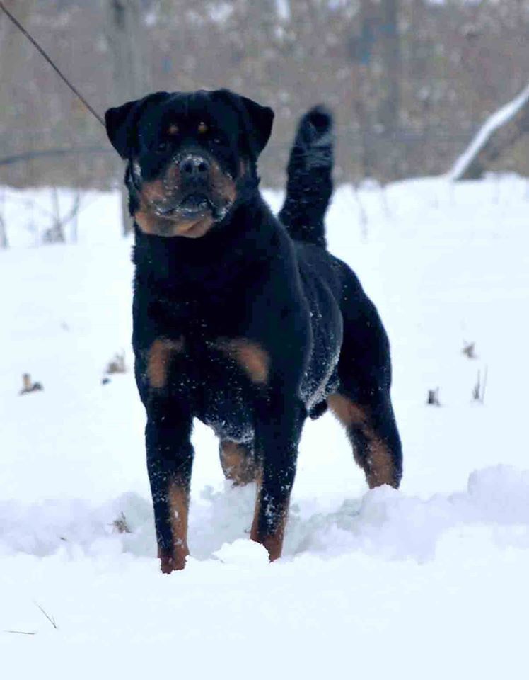 Winter care tips for your Rottweiler 