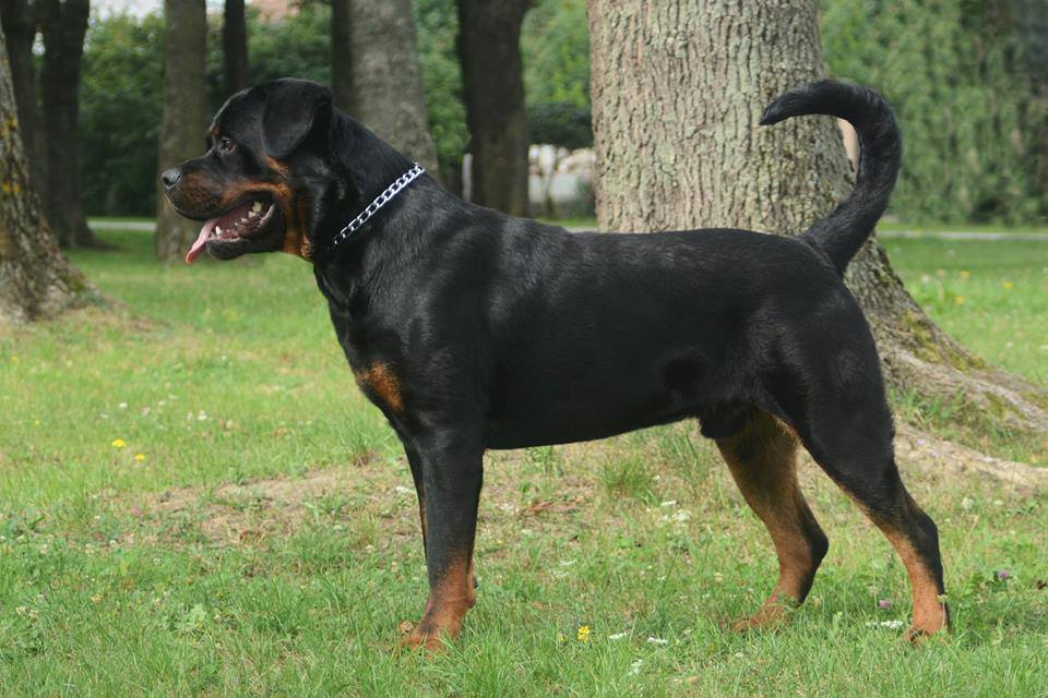 pure rottweiler puppy