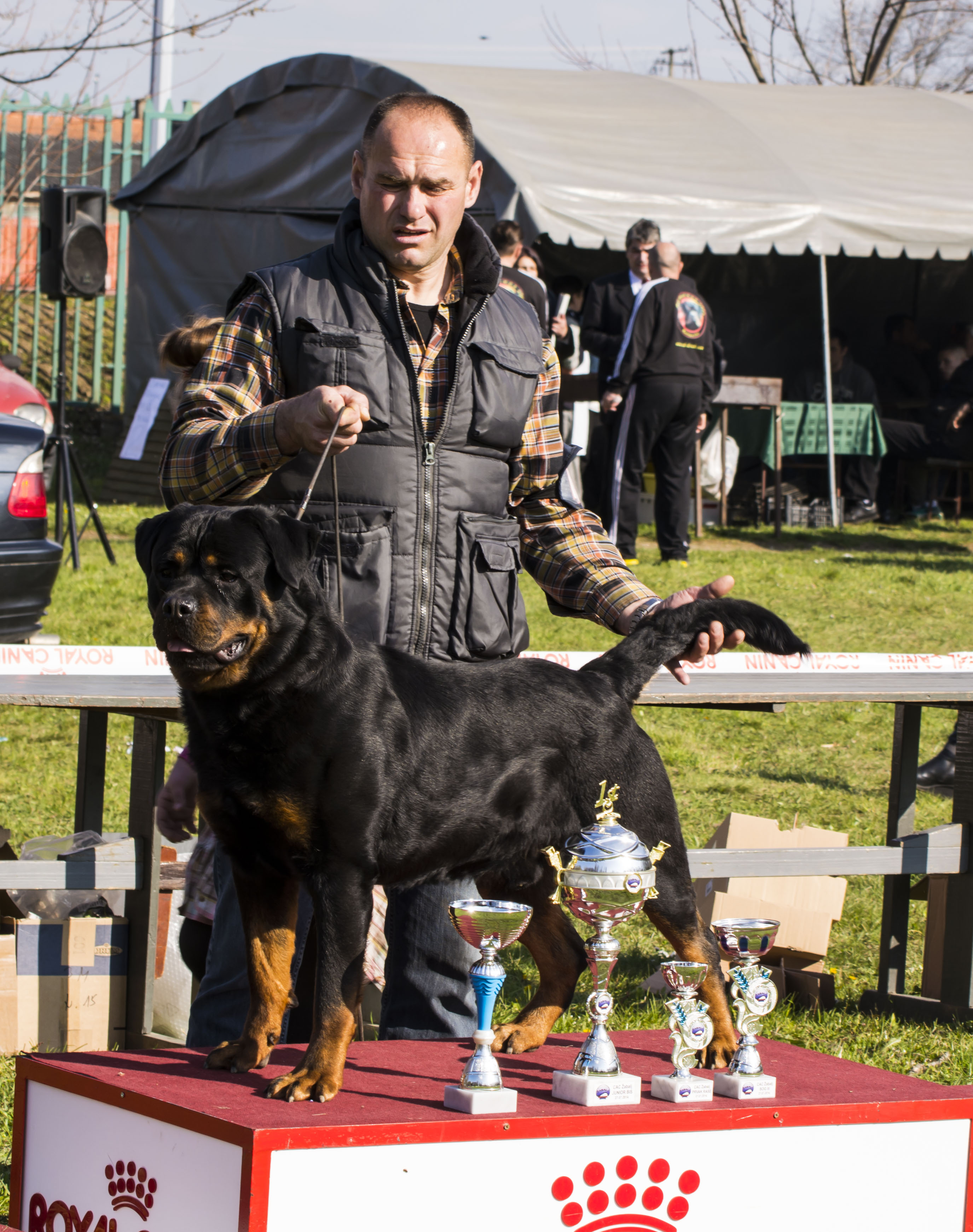 champion ROttweiler sire