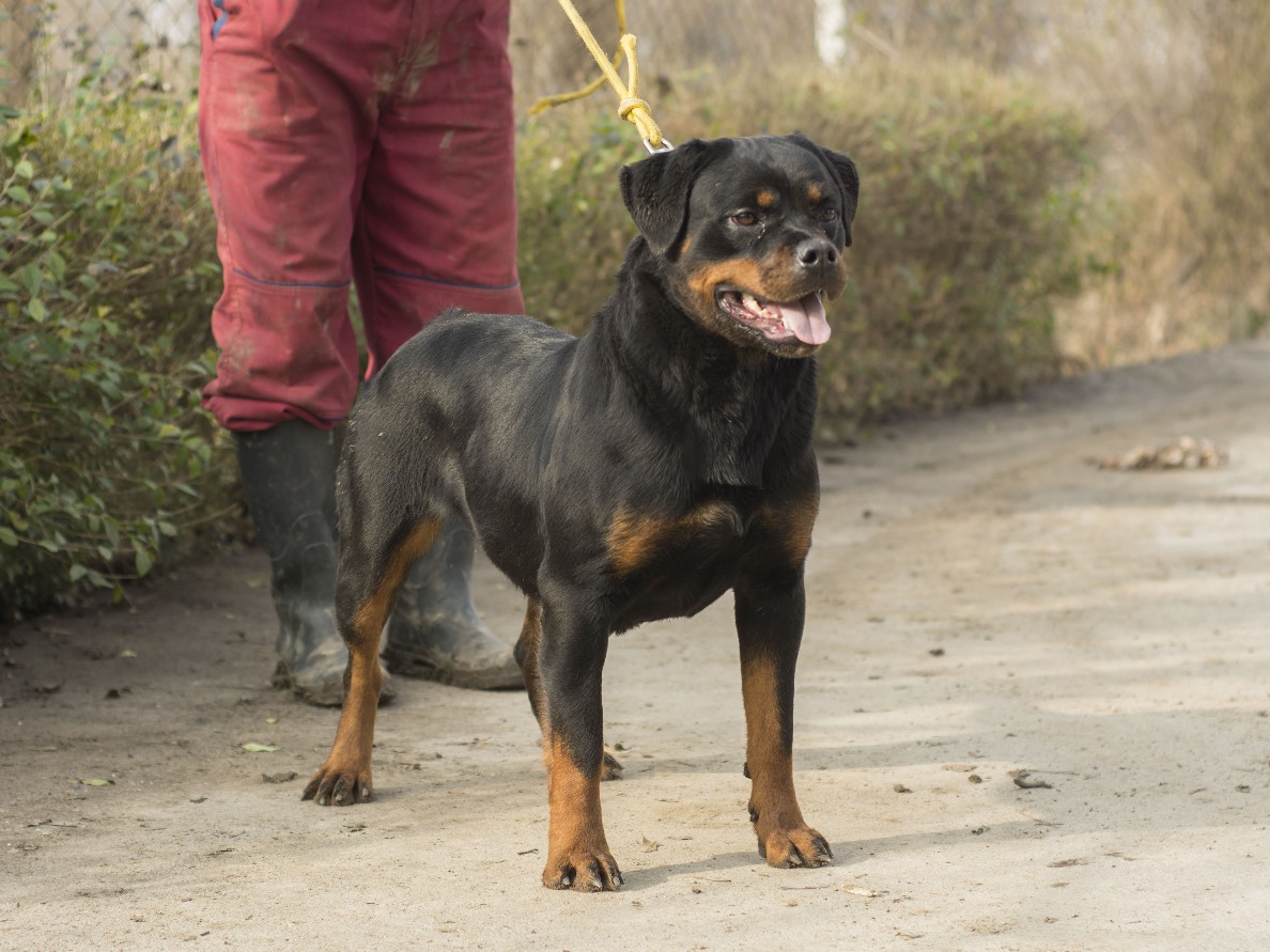 German Rottweiler female