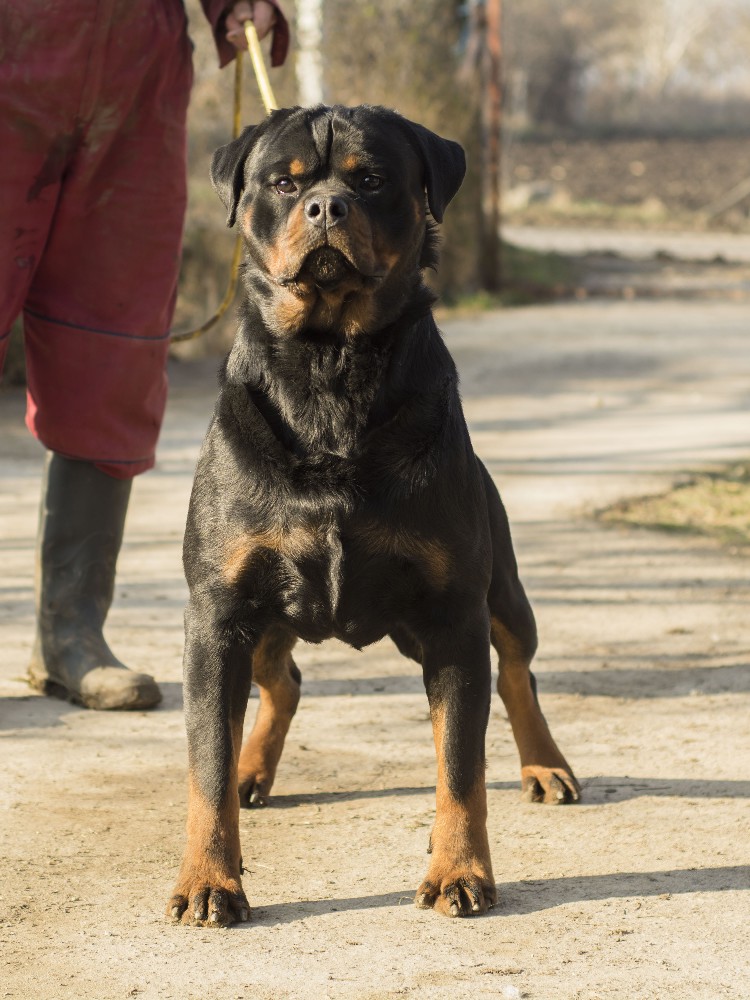 Import rottweiler