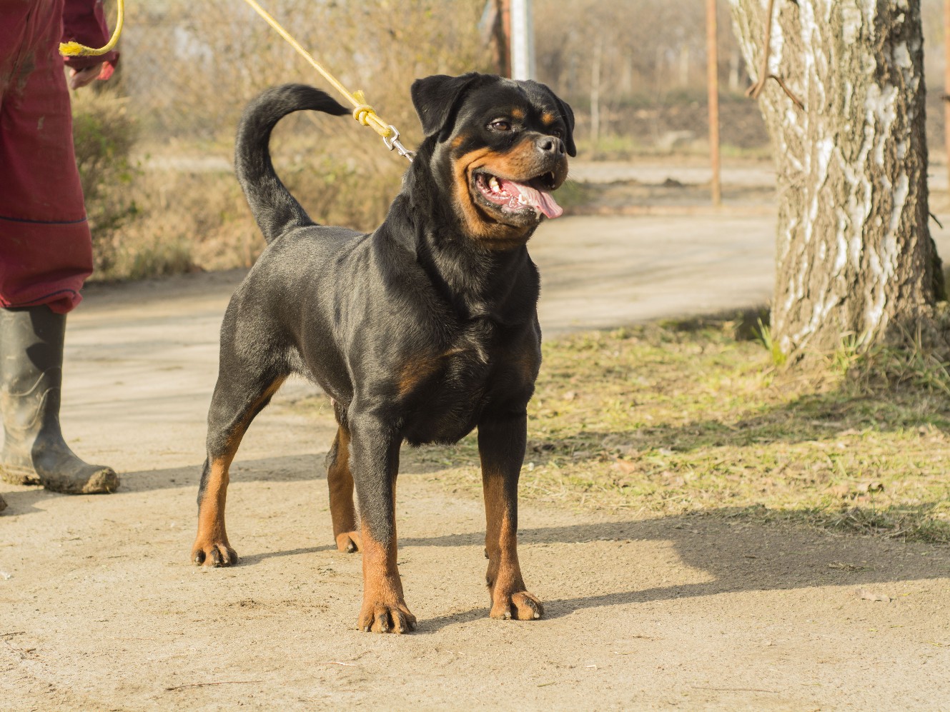 Rottweiler female