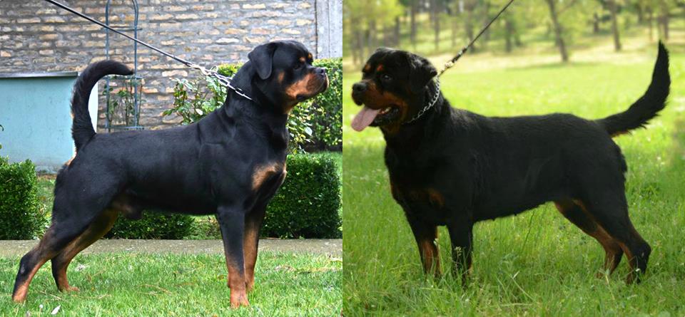 cheap german rottweiler puppies for sale