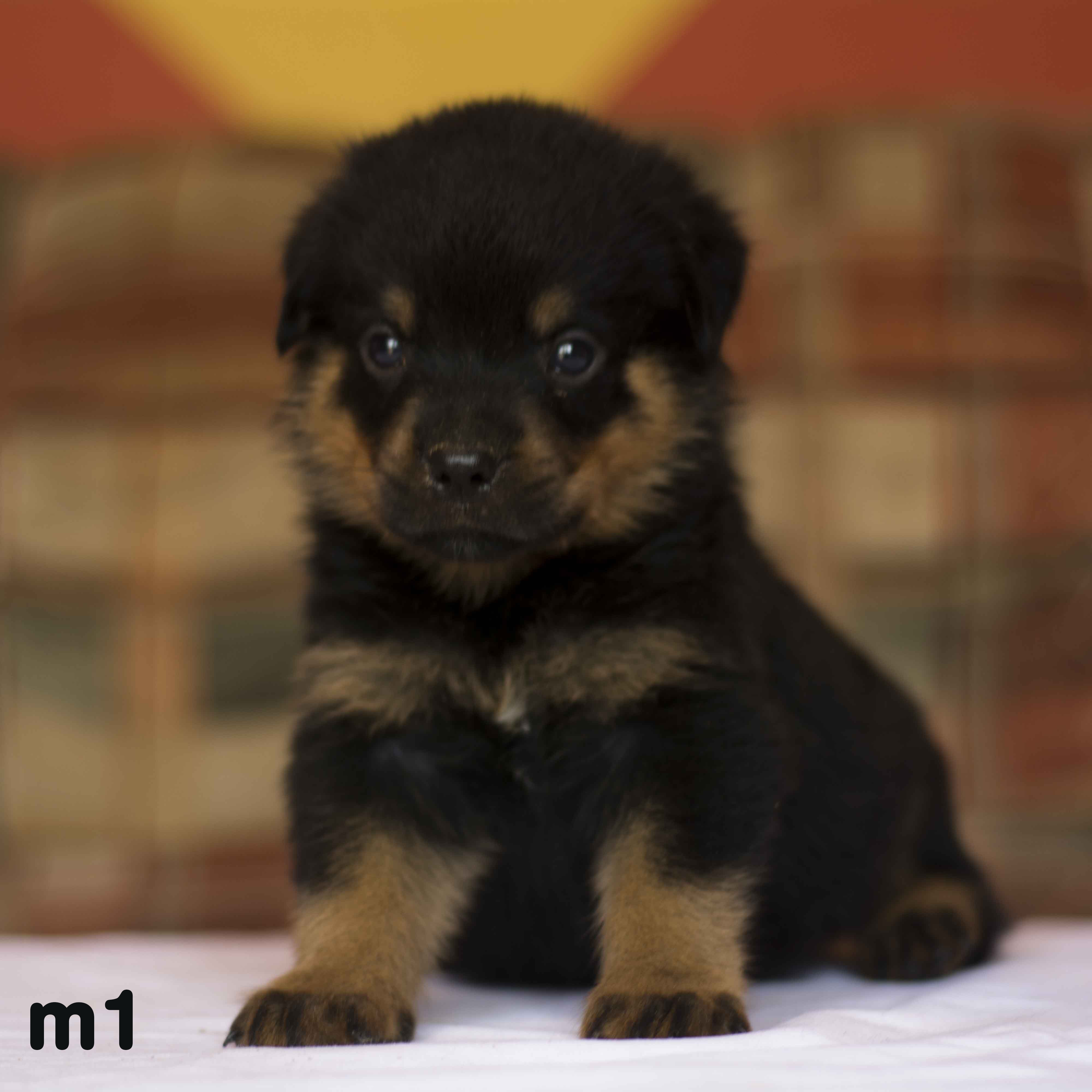 show quality rottweiler puppies for sale