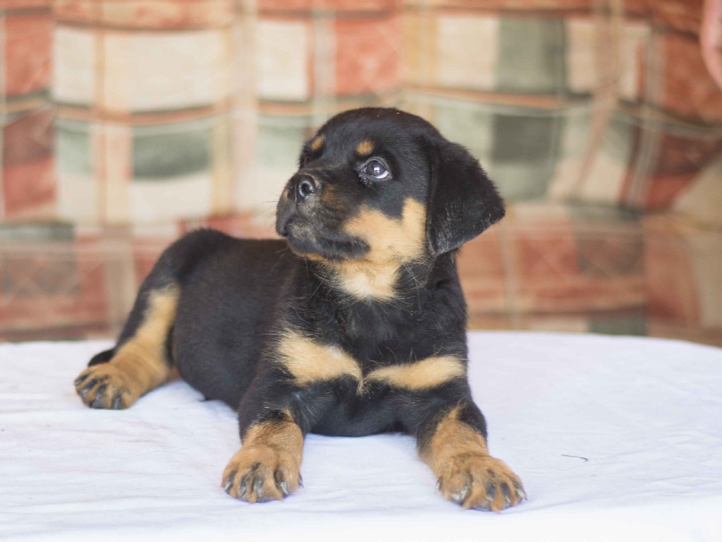 Rottweiler puppy for sale