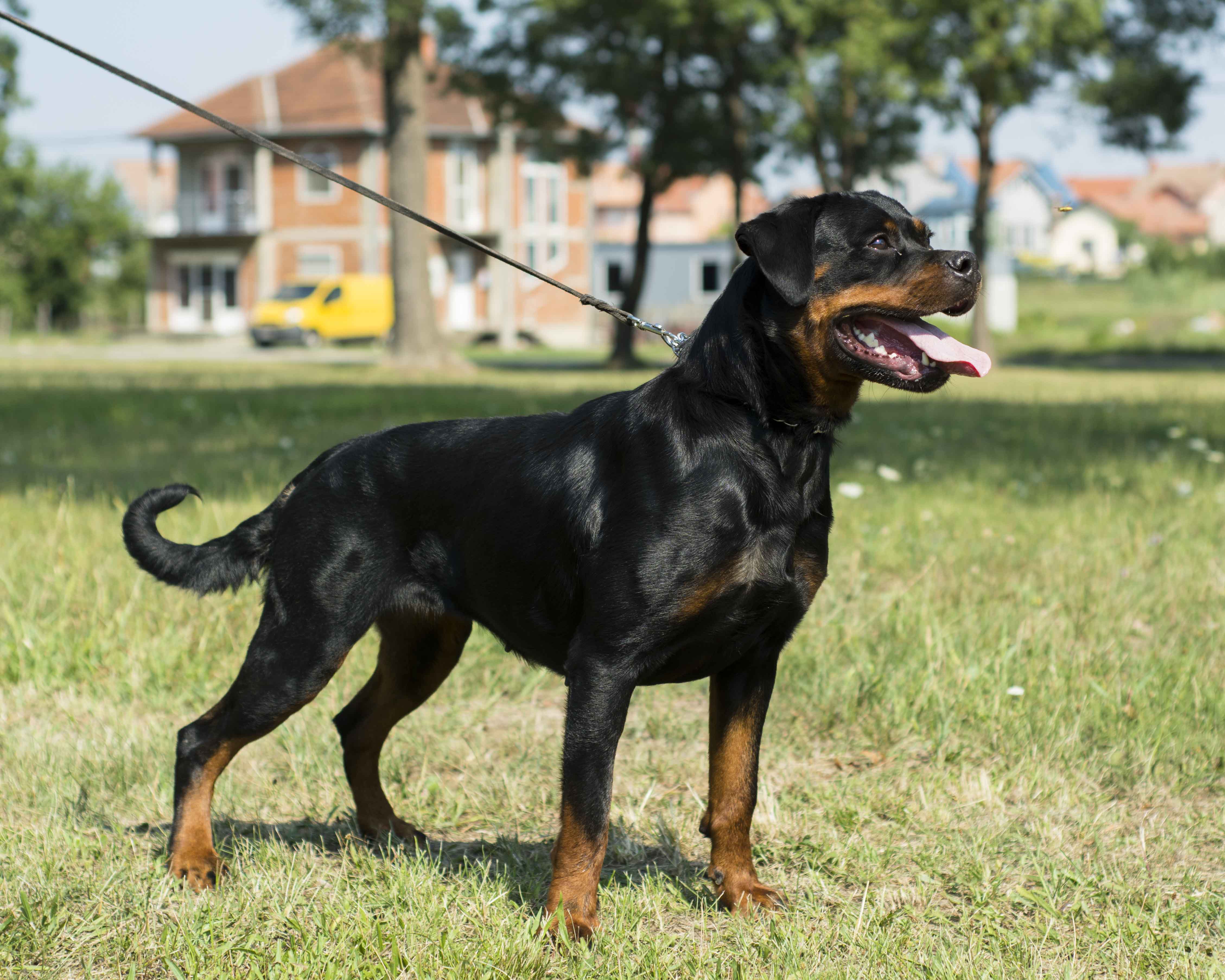 purebred female rottweiler