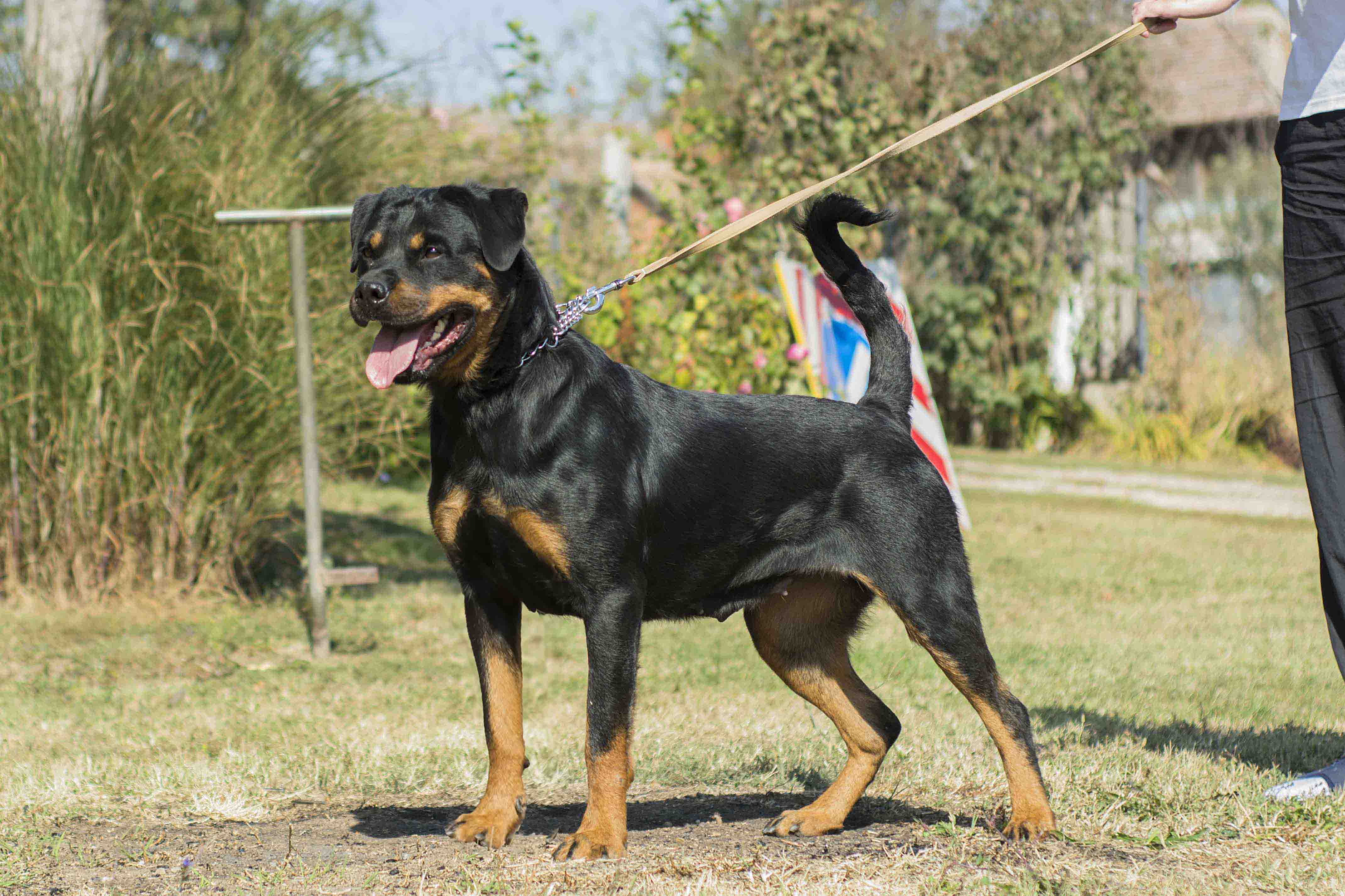 German Rottweiler female Azra profile