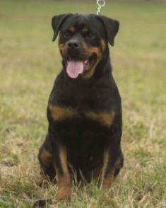 Serbian Rottweiler female Adria