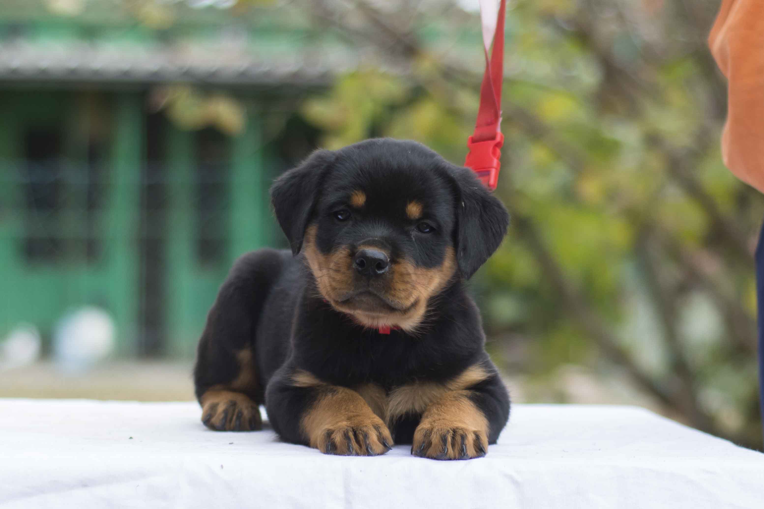 Registered Rottweiler puppies for sale