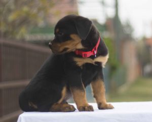 Rottweiler puppies for sale