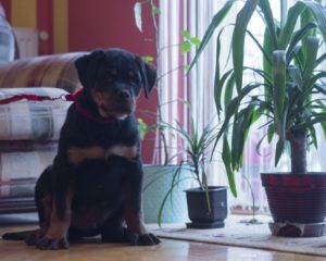 Rottweiler puppy male