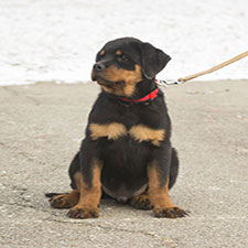 Registered Rottweiler breeder have puppies available for sale
