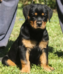 german rottweiler puppies