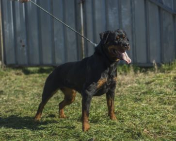 Adult Rottweiler female Dona FP