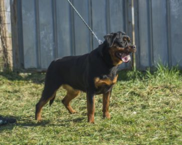 Young Rottweiler female
