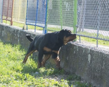 5 months old Gernan Rottweiler puppy