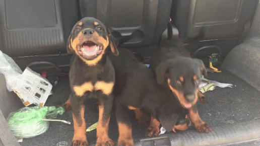 Puppies crazy in car