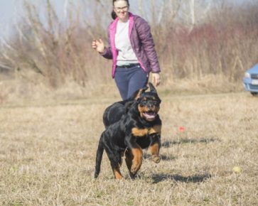 Rottweilers nature play17.2_19