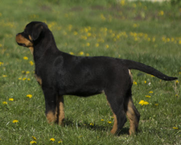 Rottweiler female puppy from Doctor Timit Tor