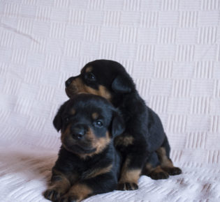 rottweiler puppies 17 days