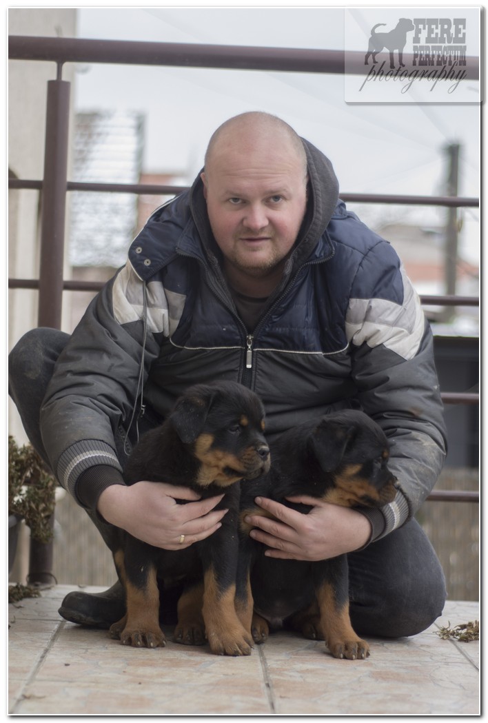 Rottweiler male puppies